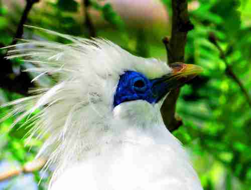 Close up of Bali Starling Bird