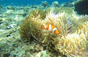 Menjangan Clownfish 01