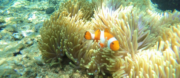 Spot the clown fish in the corals