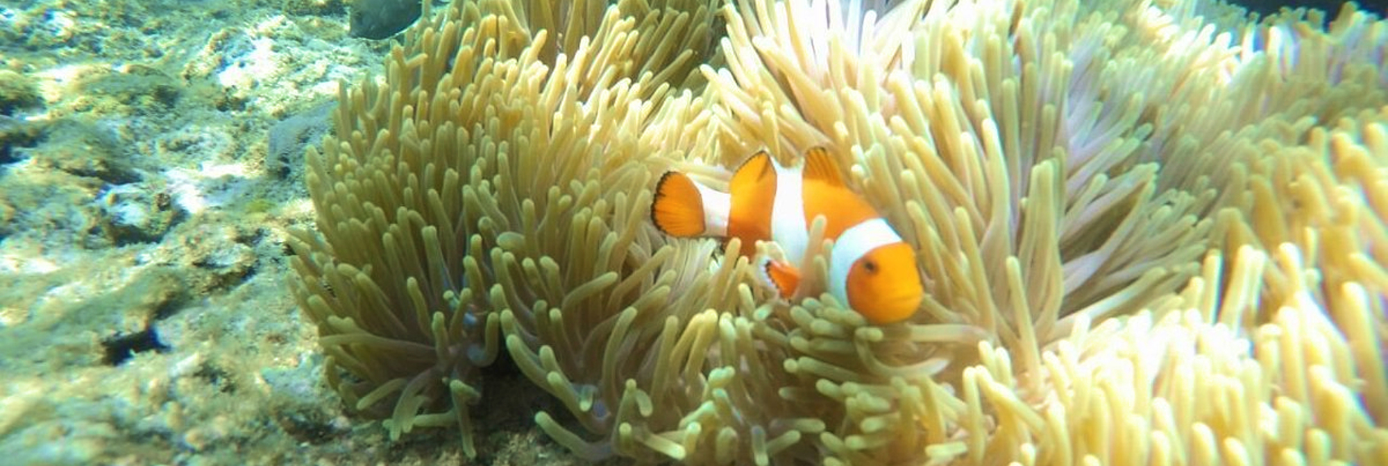 Menjangan Clownfish 01