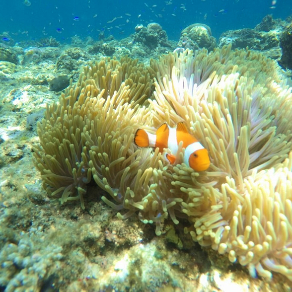 Menjangan Clownfish