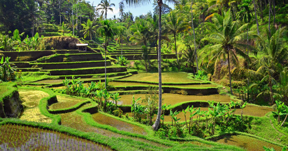 Tegalalang Ricefields 02