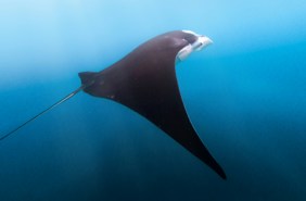 Manta Nusa Penida Snorkelling