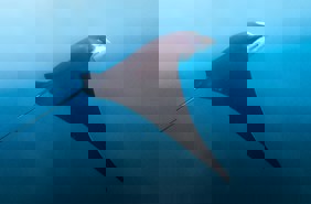 Manta Nusa Penida Snorkelling