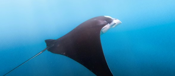 Manta Nusa Penida Snorkelling