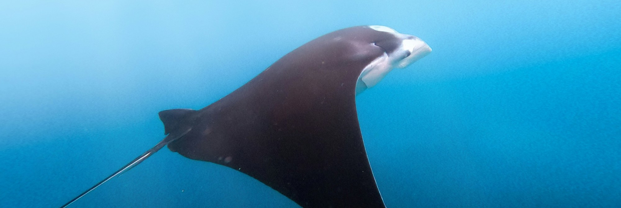 Manta Nusa Penida Snorkelling