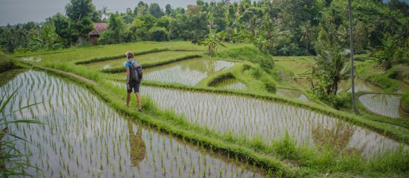 Trekking Rice Fields