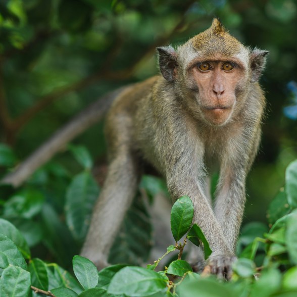 Bali Monkey Forrest