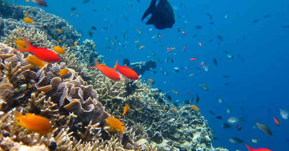 Bali Menjangan Snorkling 01