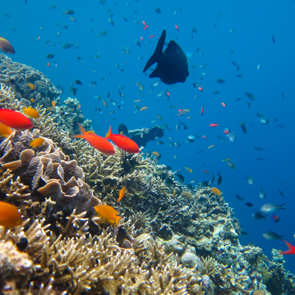 Bali Menjangan Snorkling 01