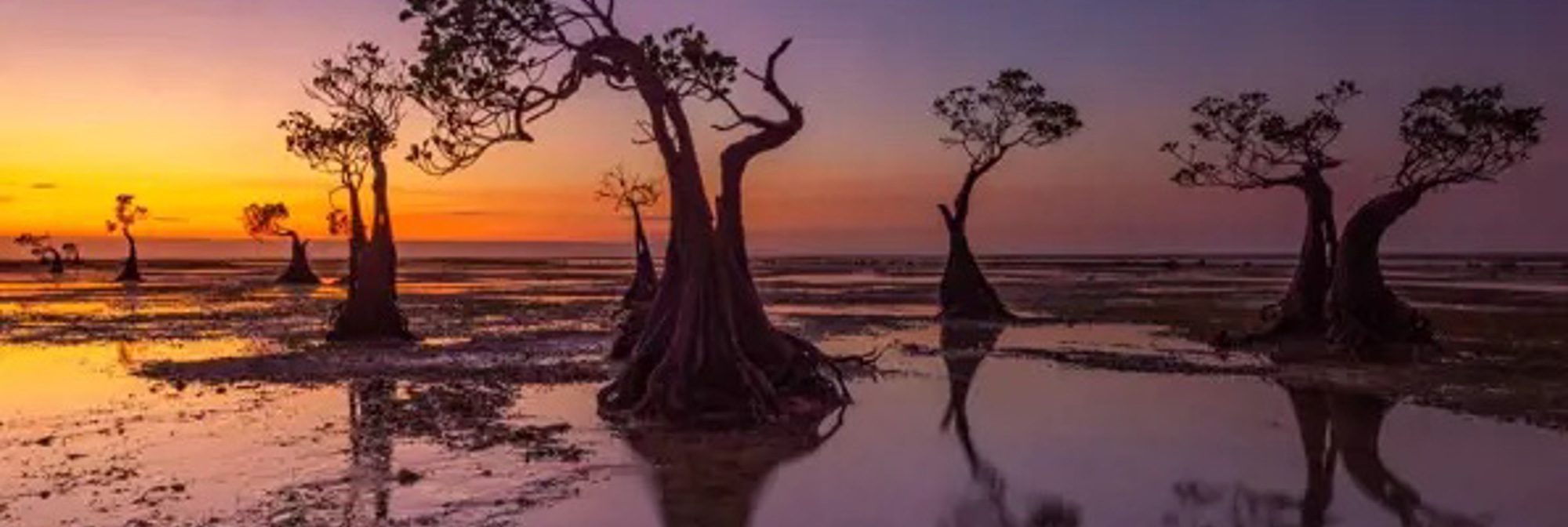 Sumba Mangrove 01