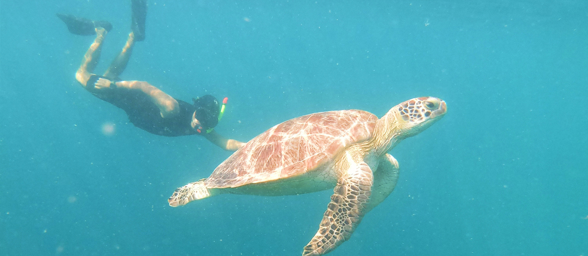 Nusa Penida Turtle Snorkeling