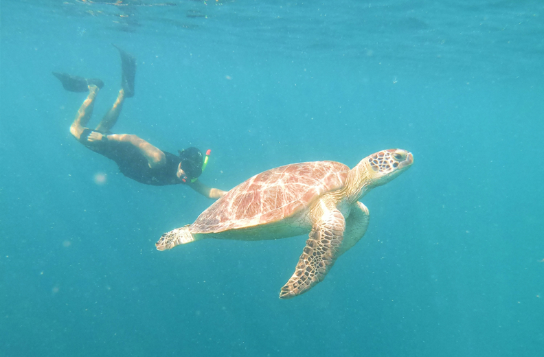 Nusa Penida Turtle Snorkeling