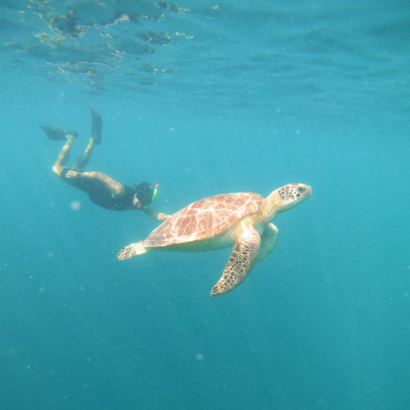 Nusa Penida Turtle Snorkeling