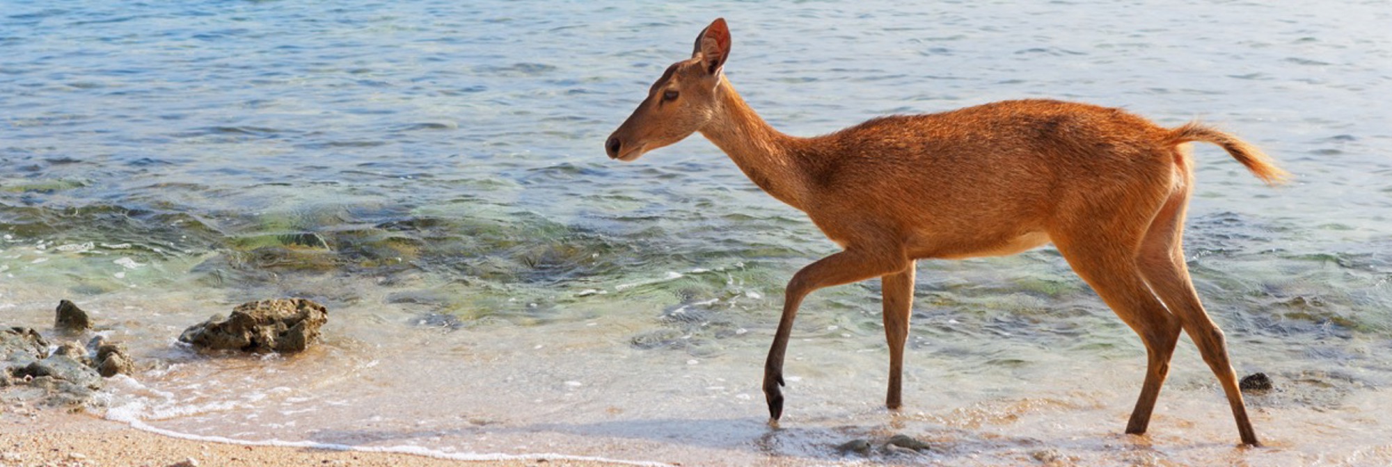 Young deer on beach of Bali west national park and Menjangan