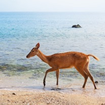 Young deer on beach of Bali west national park and Menjangan
