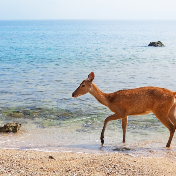 Visit Barat National Park where you may spot Menjangan deer