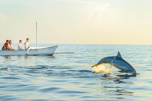 Sunrise dolphin watching in Lovina