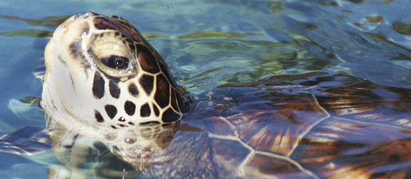 Bali Sea Turtle 04