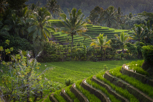 Belimbing rice field Bali
