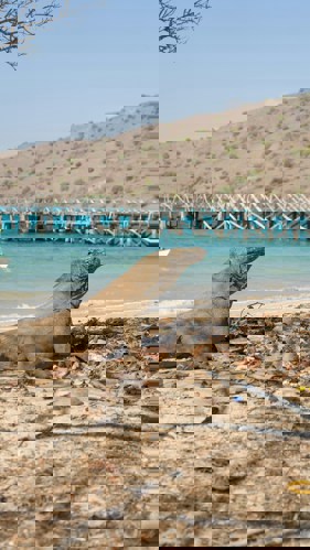 Komodo Island - dragon on the beach