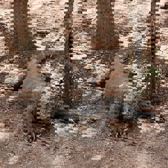 Visit the komodos in the wild