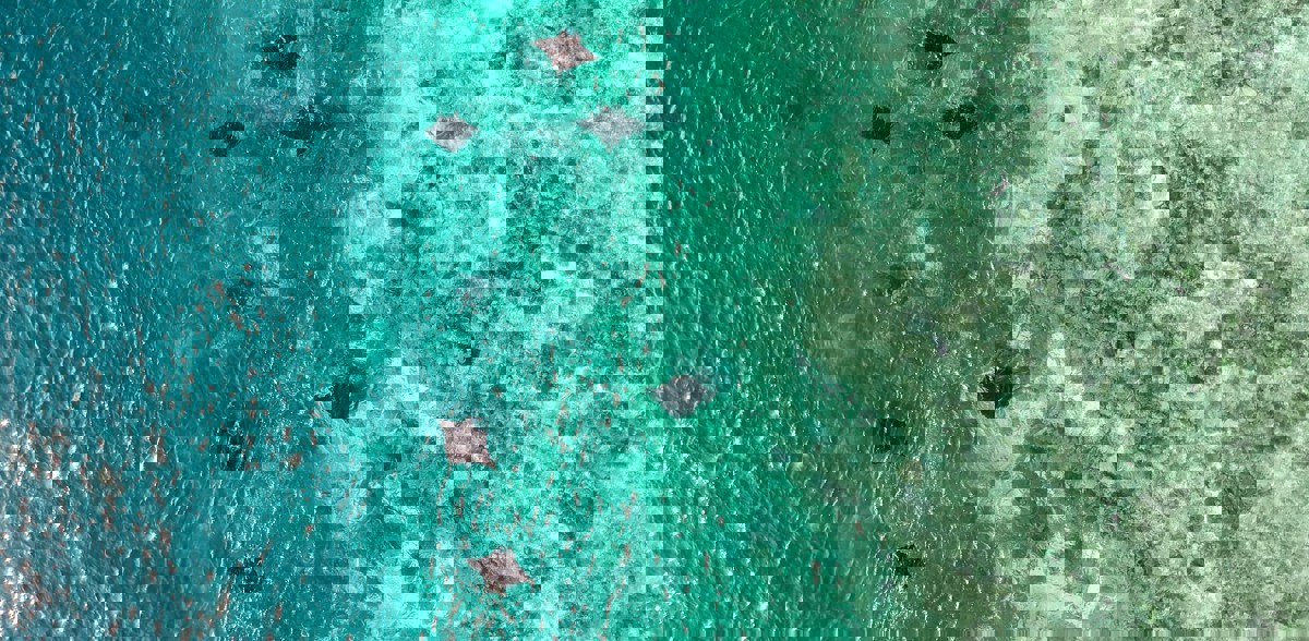 Manta Rays Komodo national Park