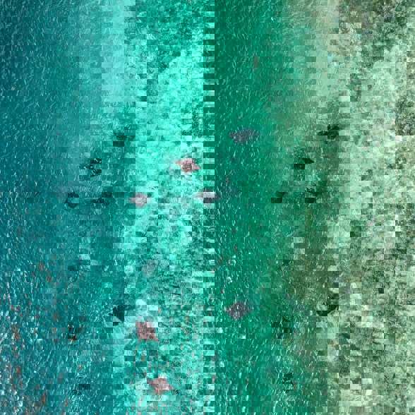 Manta Rays at Komodo Manta Point