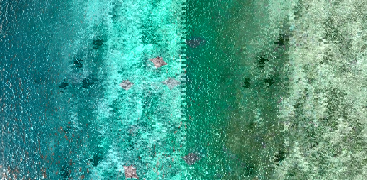 Manta Rays Komodo national Park