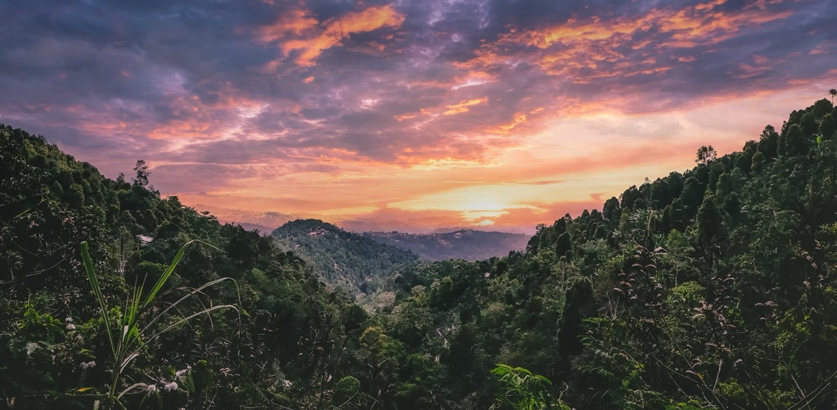 Wake up to the sounds of jungle 