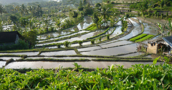 Sidemen Ricefield Bali 01