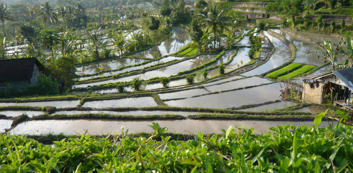 Sidemen Ricefield Bali 01