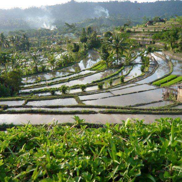 Sidemen Ricefield Bali 01