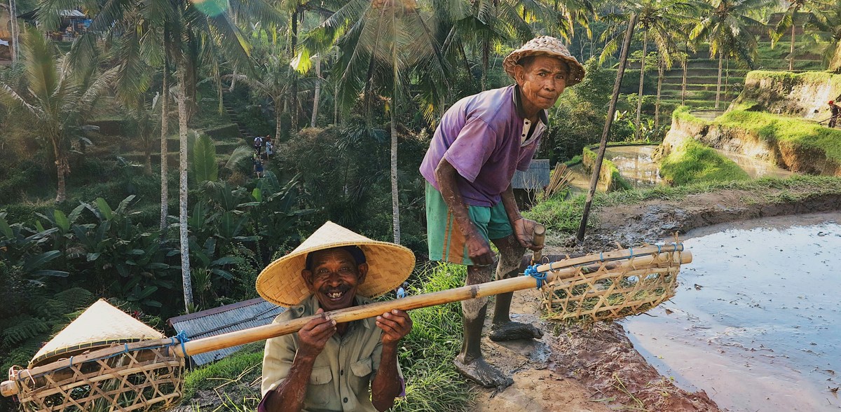 Farmer Rice Field