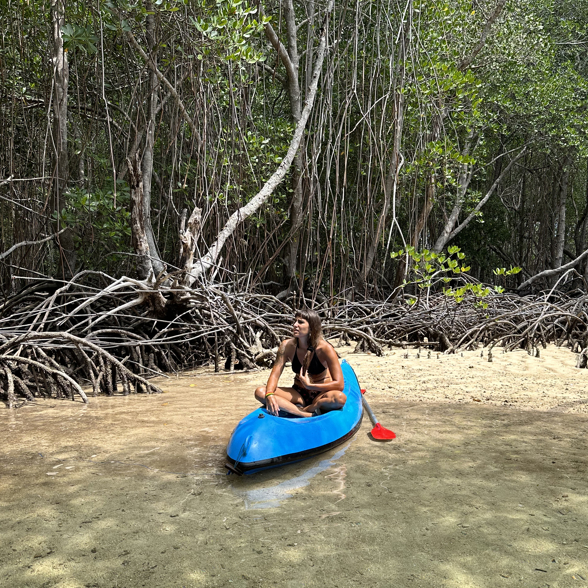 Visit the mangroves