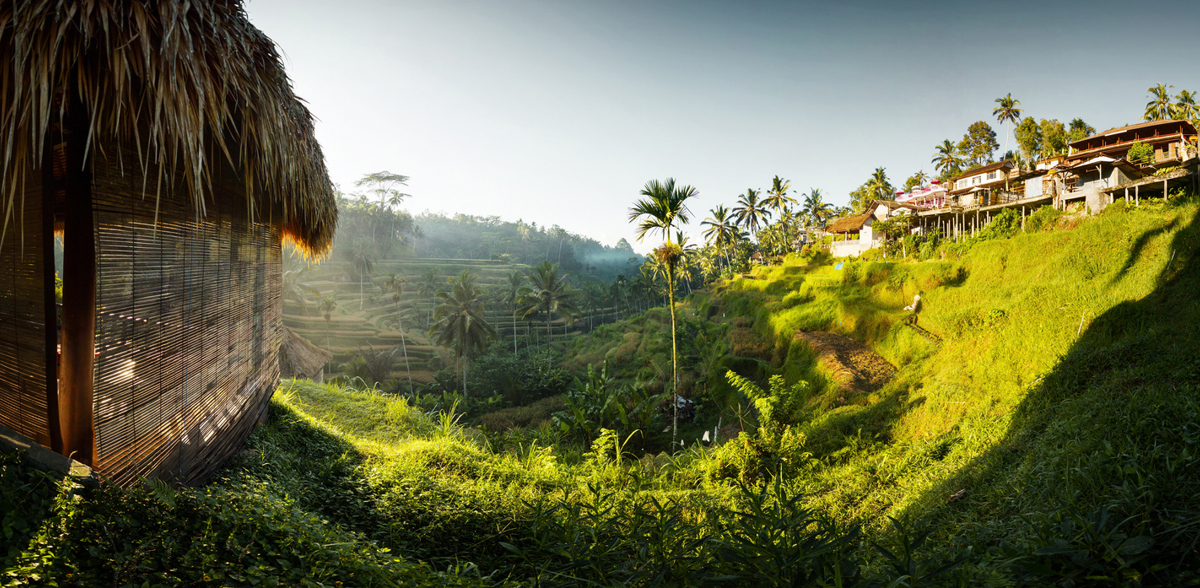 Ubud rice fields