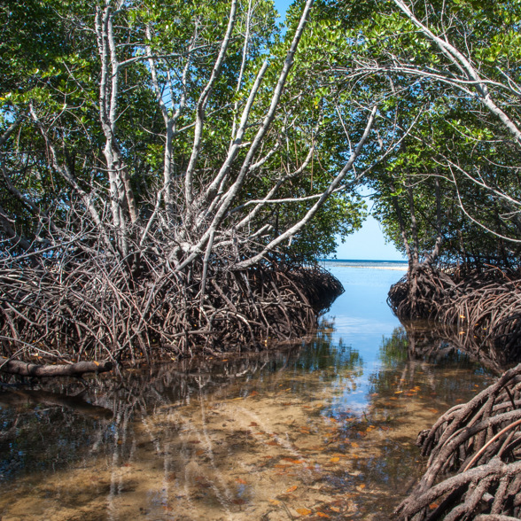 Mangrove forest at Lembongan
