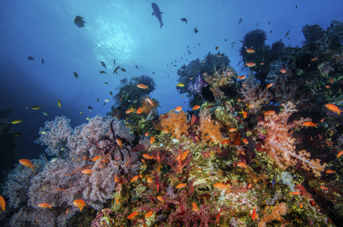 Coral reefs of Amed