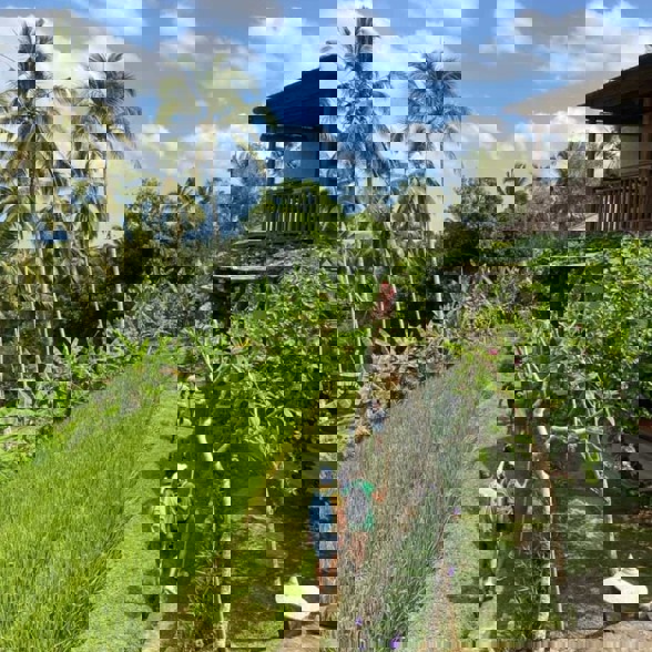 Puri Dajuma Terrace Rice Field Trekking