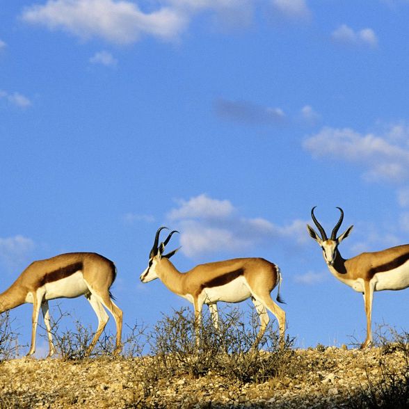 Visit Barat National Park where you may spot Menjangan deer