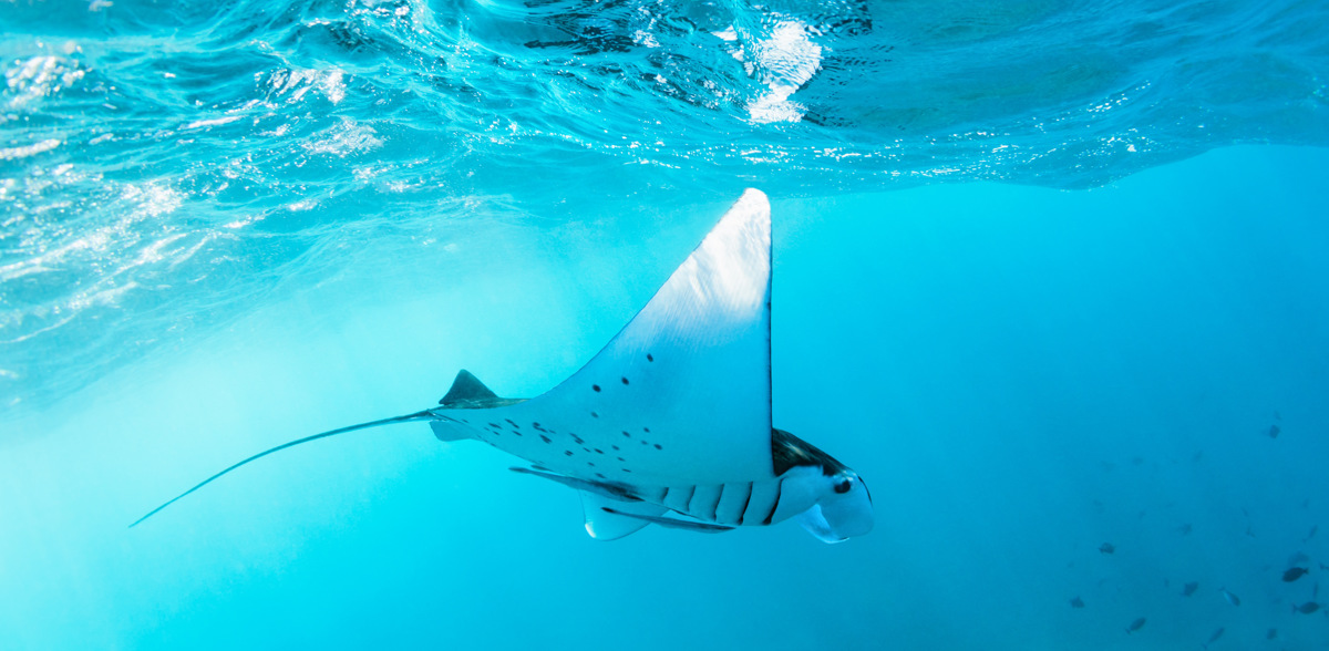 Lembongan Diving Mantaray 01