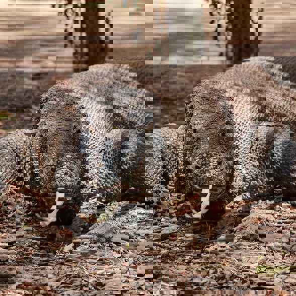 Komodo Dragon