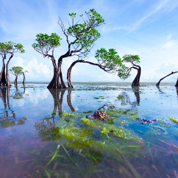Walakiri dancing mangroves