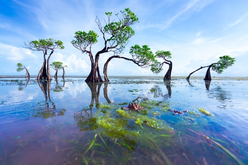 Walakiri Mangrove, East Sumba, Indonesia