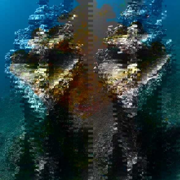 Snorkel the Amed reef