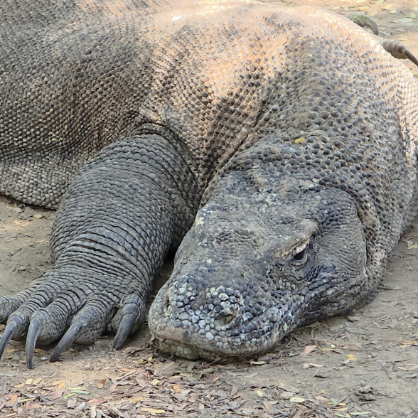 Get up close with the dragons