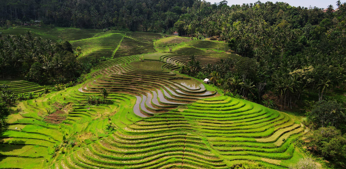 Drive around the most beautiful rice terraces