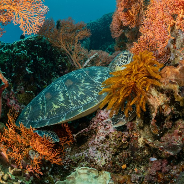 Snorkeltrip Bali Turtle