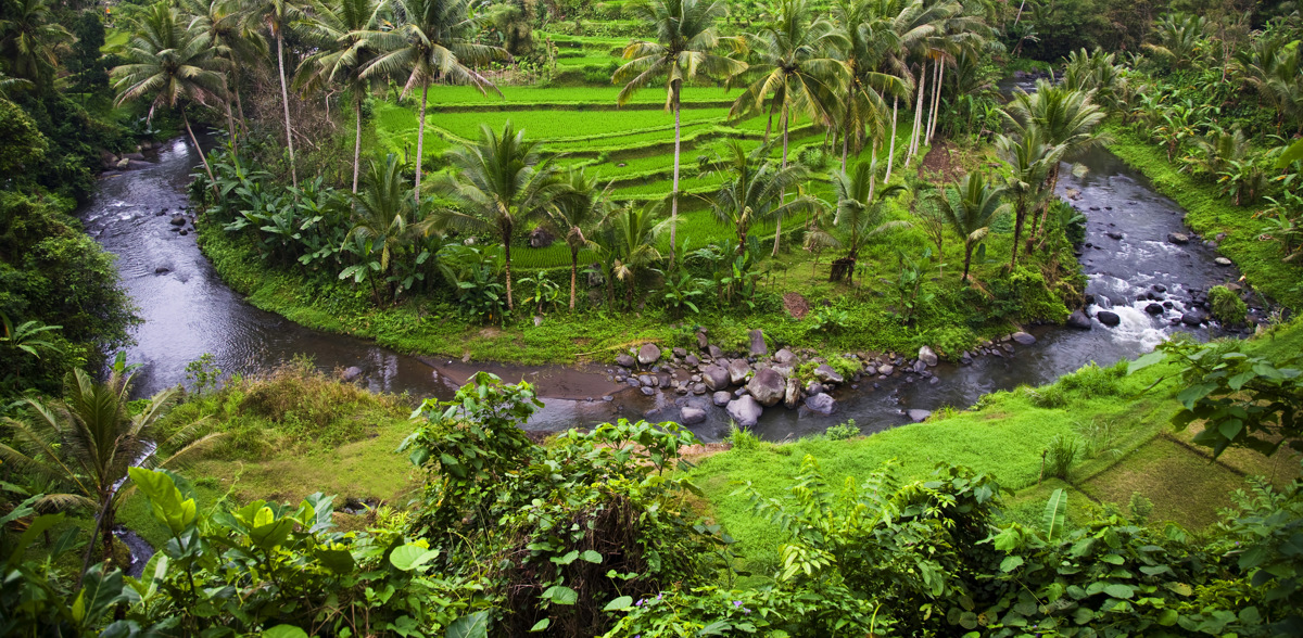 Ubud rice fields