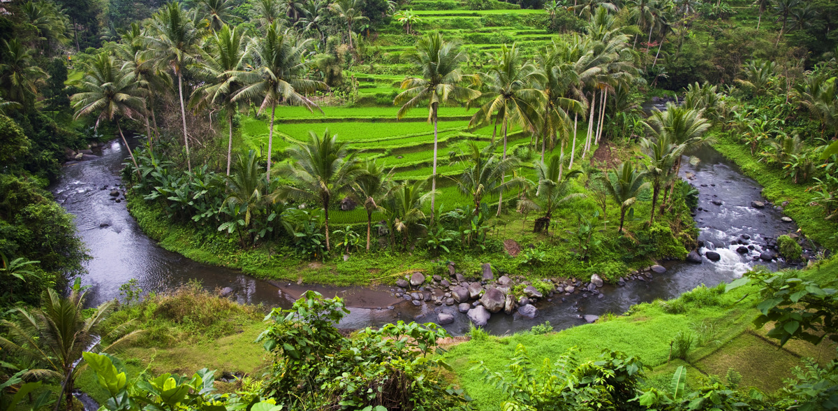 Ubud Ricefield 06